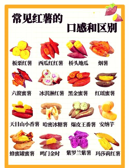 吃什么红薯减肥吗