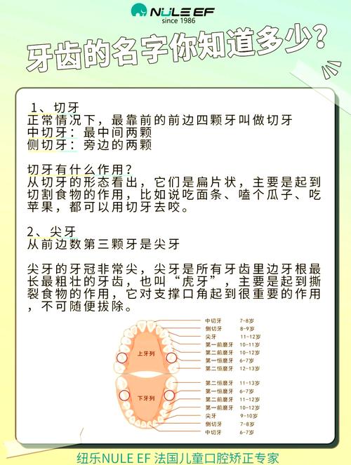 乳牙有什么作用