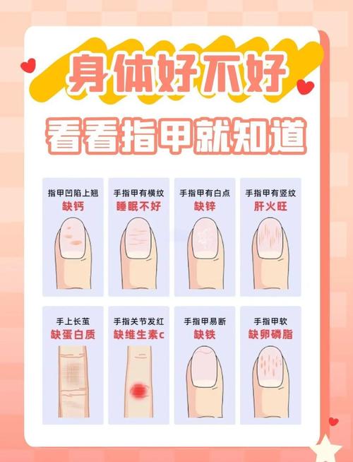 指甲属于什么科