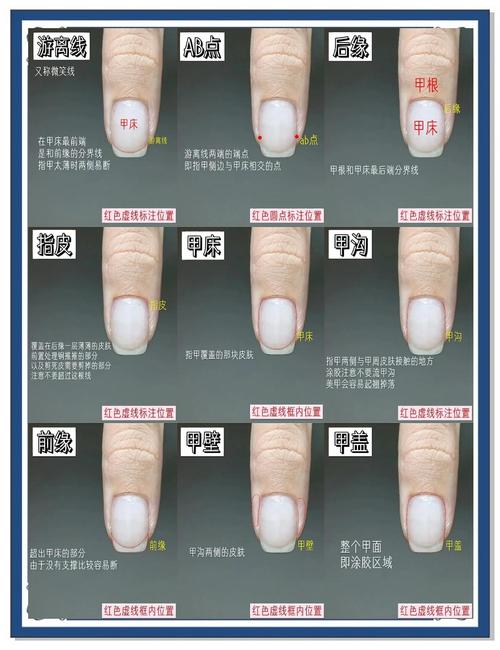 指甲属于什么科