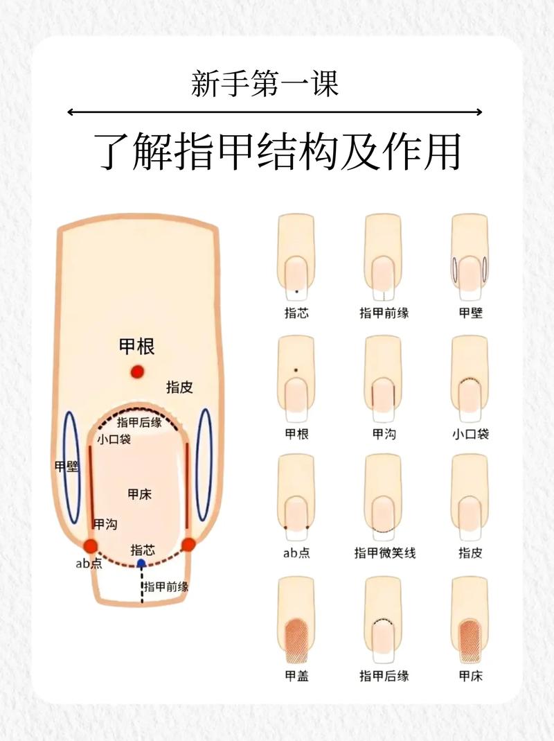 指甲的成分是什么
