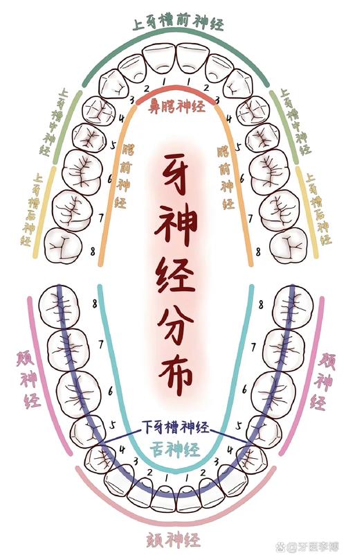 牙神经是什么样的