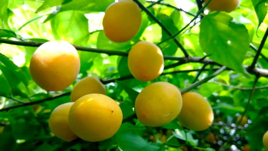 什么梅子减肥效果好图片