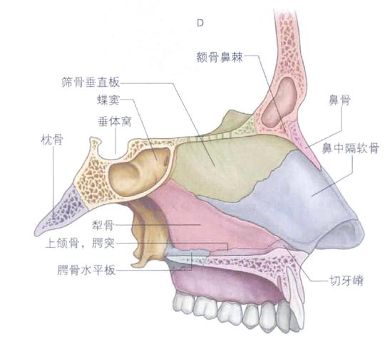 鼻是什么结构