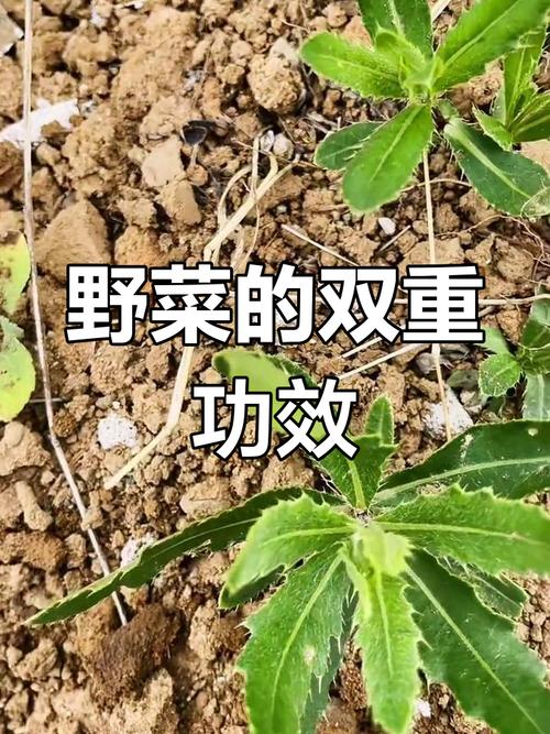 吃什么野菜减肥