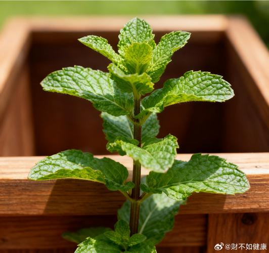 什么植物可以减肥