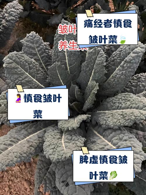 吃什么不长皱纹