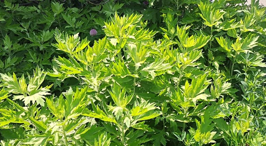 什么植物可以染发