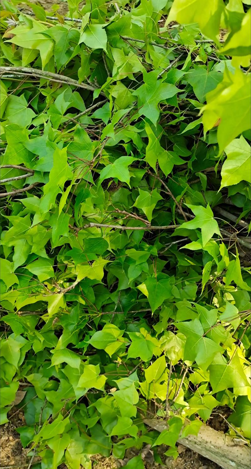 什么植物可以染发