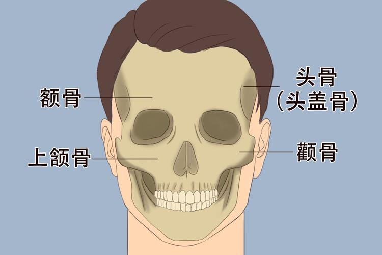 颧骨是什么骨