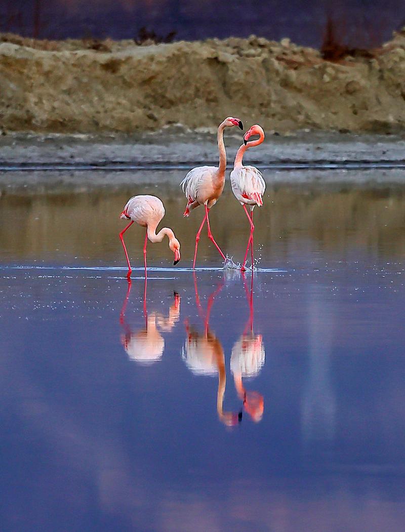 火烈鸟代表什么