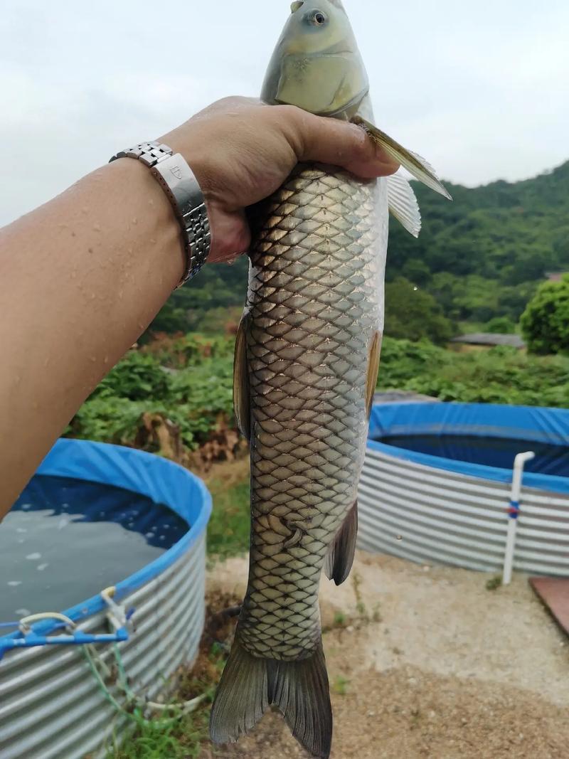 什么鱼瘦身减肥