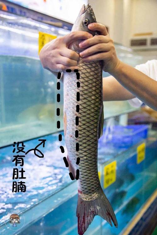 什么鱼瘦身减肥