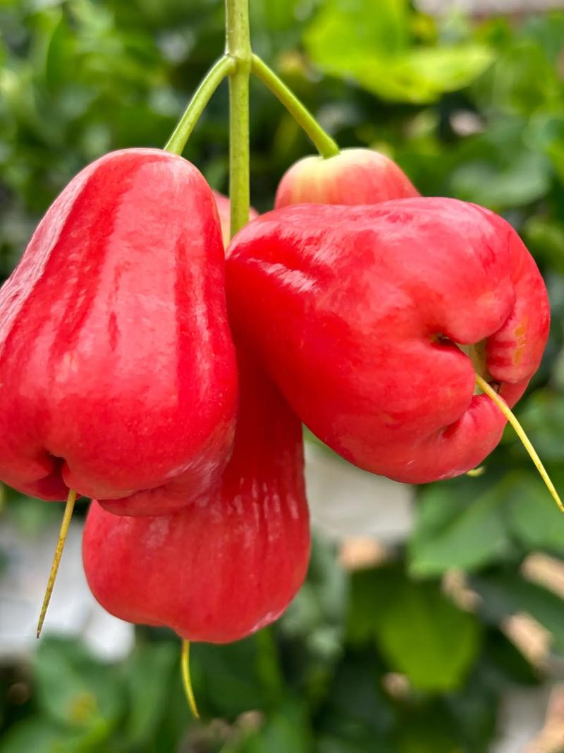 夏天什么水果成熟