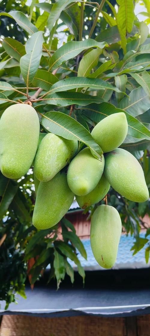 夏天什么水果成熟