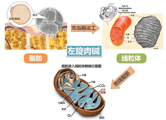 左旋肉碱除了减肥还有什么效果