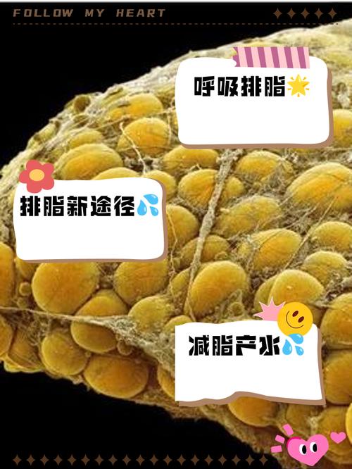 减肥靠什么排出