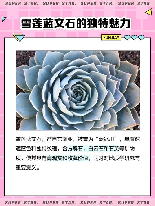 冰川雪莲护肤品的价格