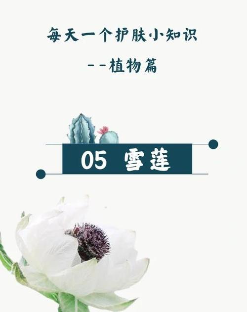 雪莲护肤品功效与作用