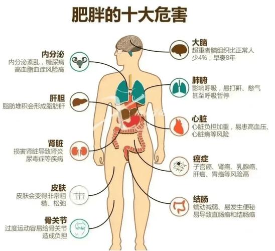 人为什么胖的原因