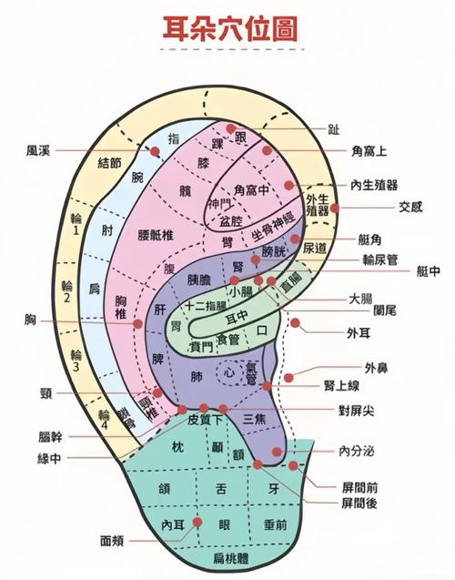耳朵有什么穴位