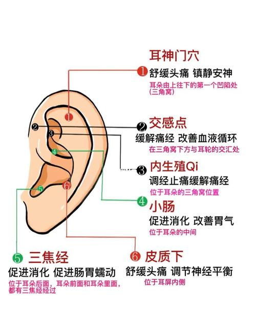耳朵有什么穴位