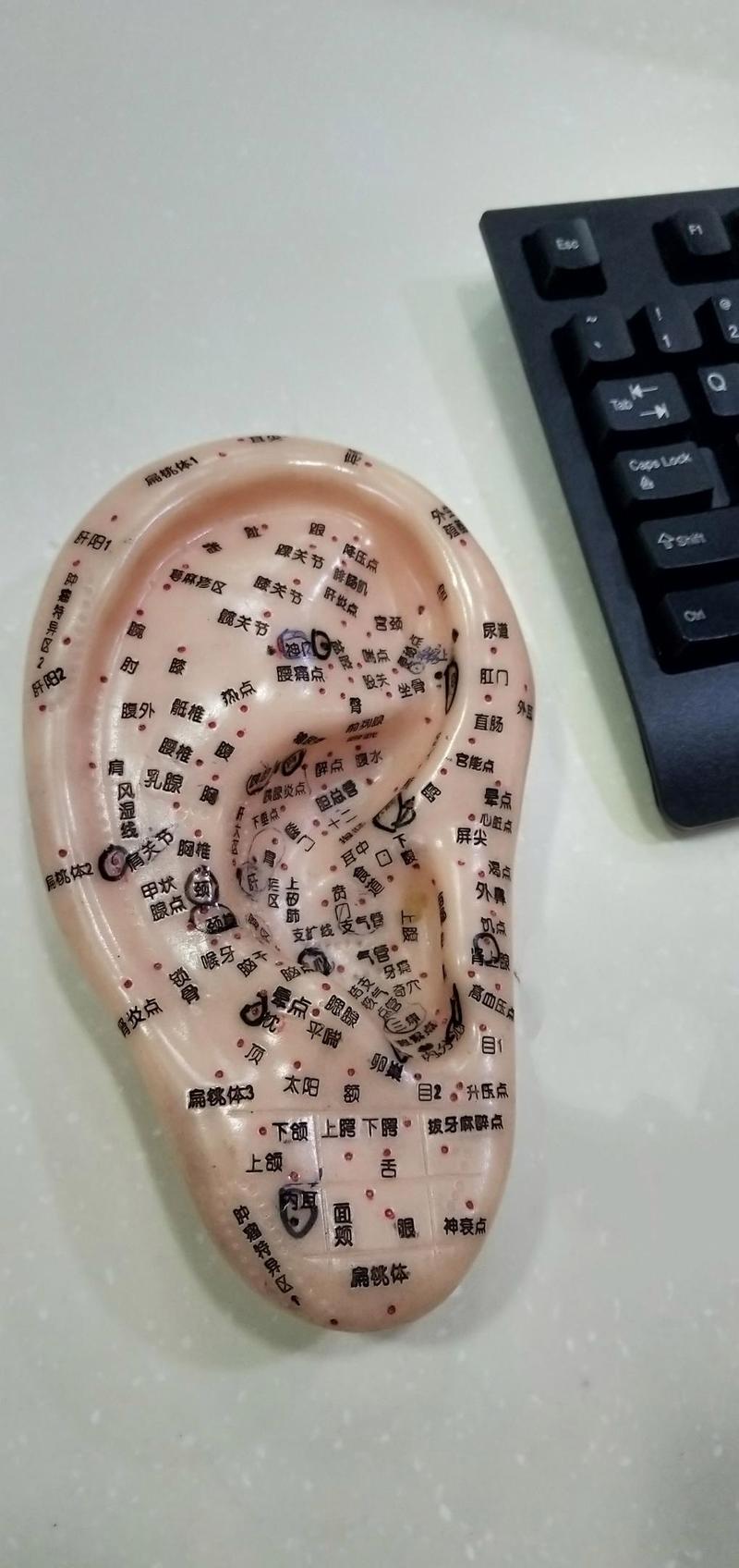 耳朵有什么穴位