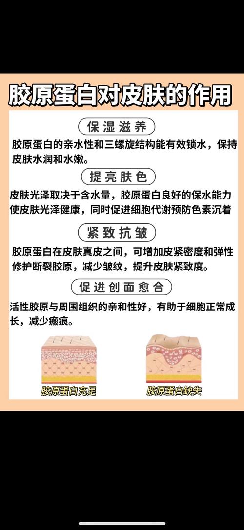 胶原蛋白有什么功效