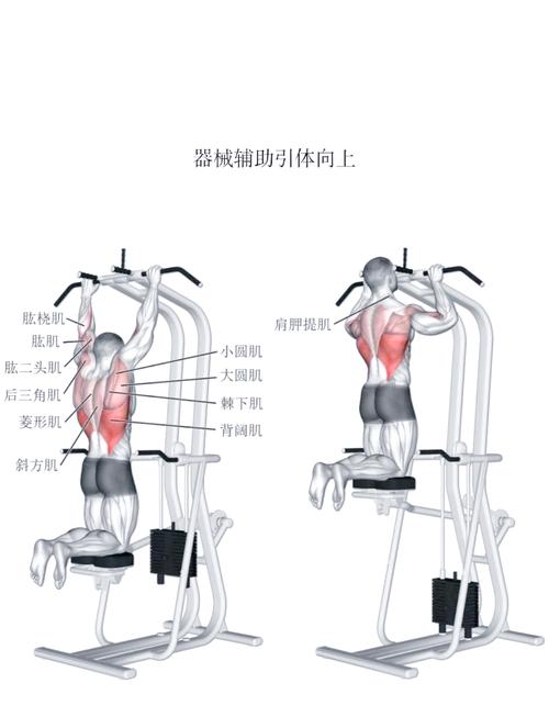 引体向上锻炼什么