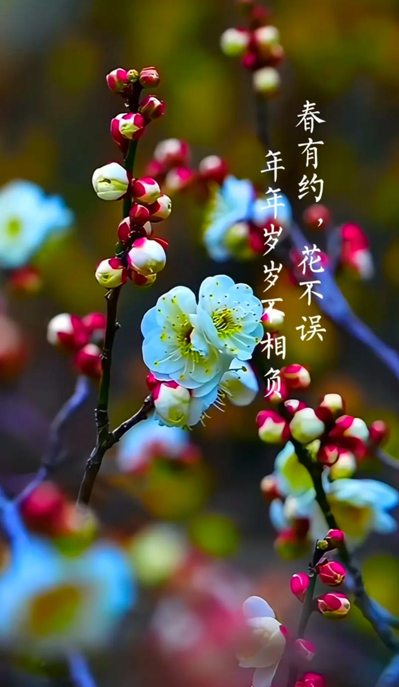 一花一木什么意思