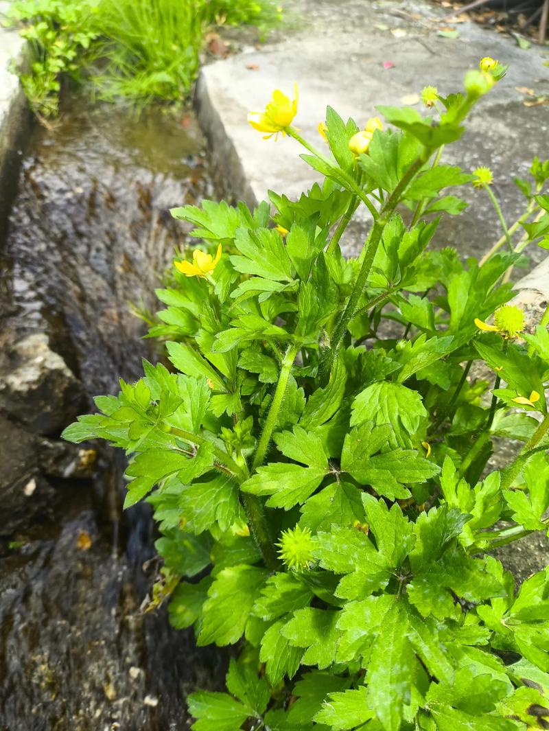 一花一木什么意思