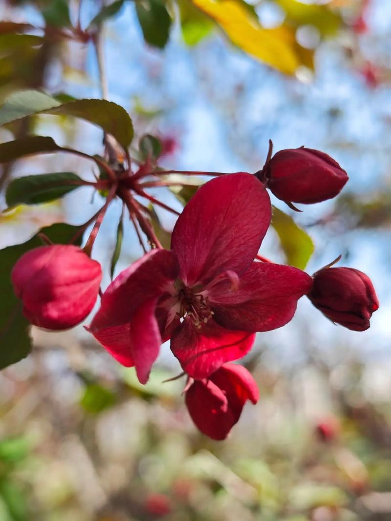 一花一木什么意思