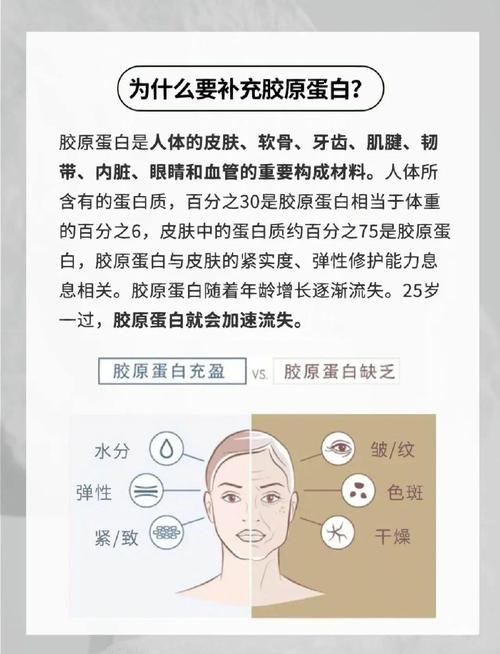 什么含有胶原蛋白