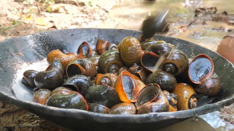 蜗牛吃什么水果