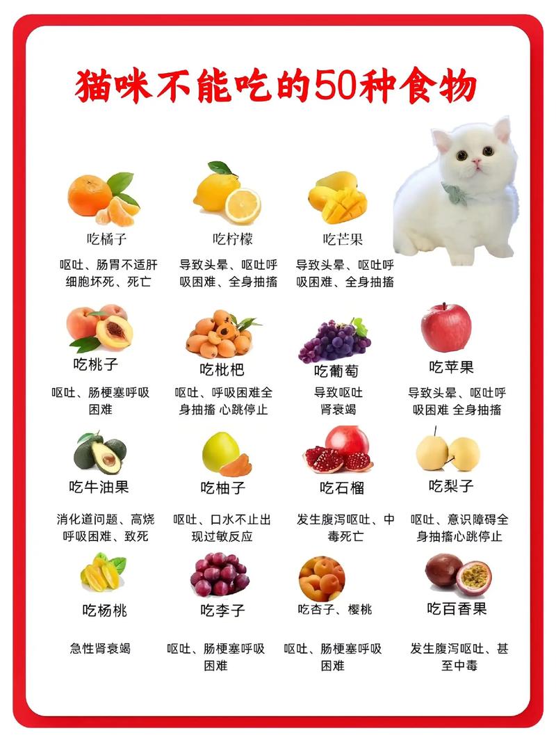 猫咪可以吃什么食物
