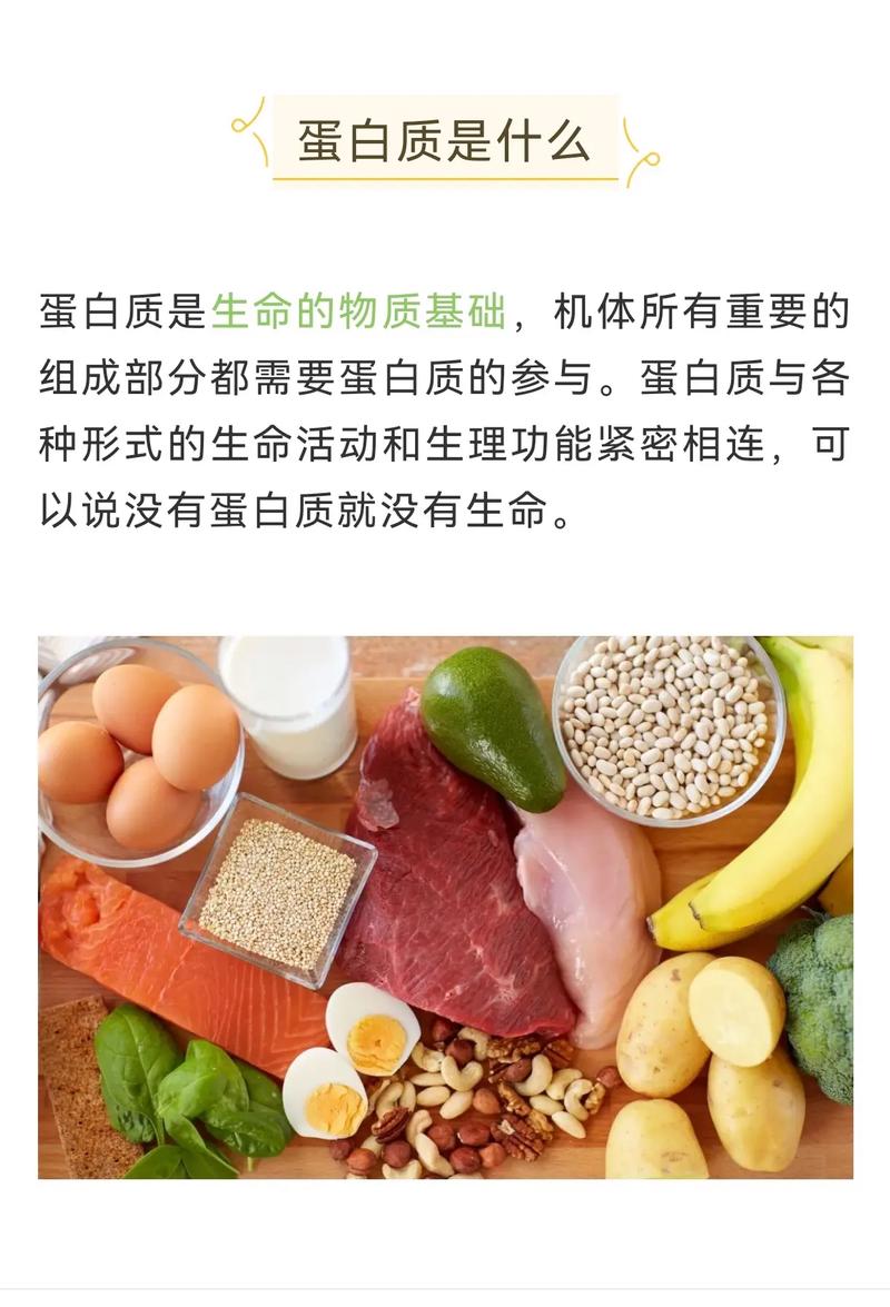 补充蛋白质吃什么好