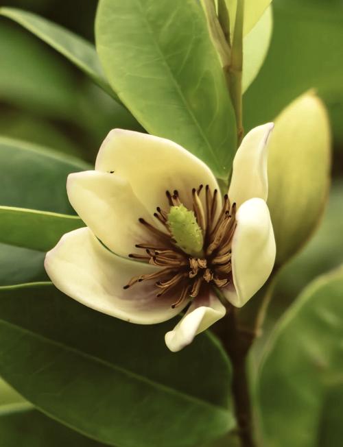 什么花的味道好闻