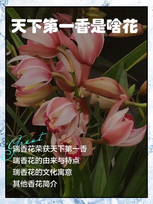 什么花的味道好闻