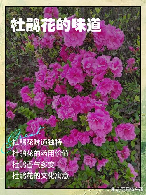 什么花的味道好闻