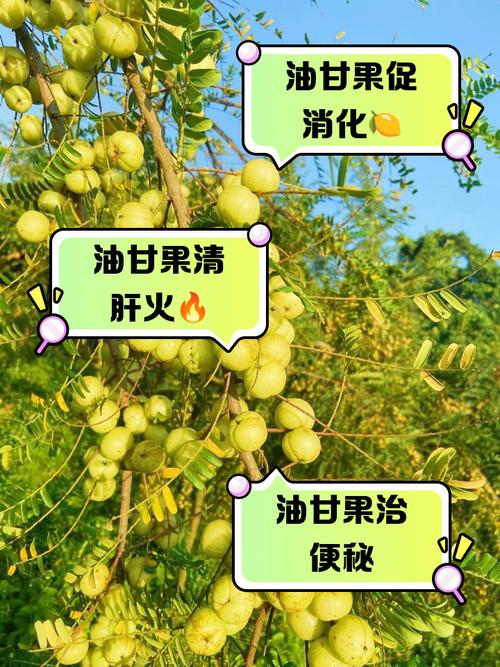 油甘有什么功效