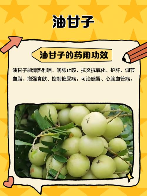 油甘有什么功效