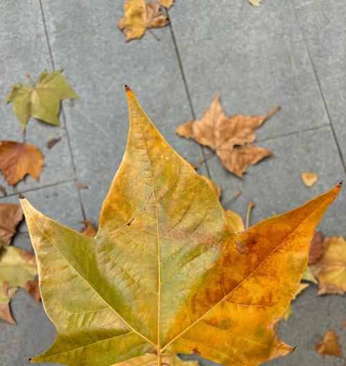 秋天是什么色的