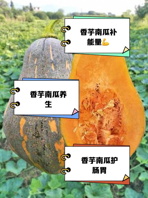 吃南瓜有什么功效