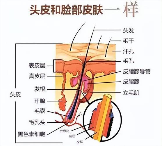 头发毛囊是什么
