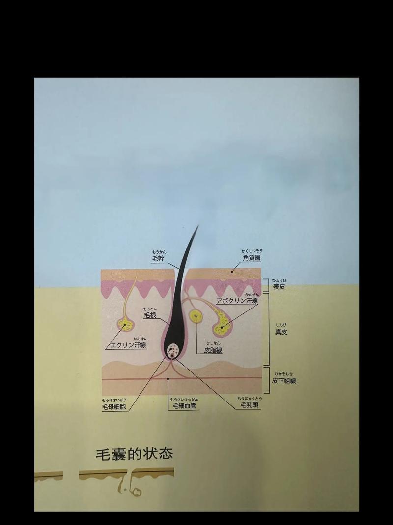 头发毛囊是什么