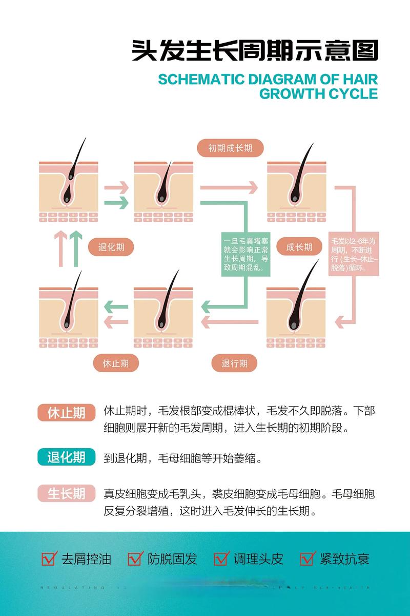 为什么头发长不长