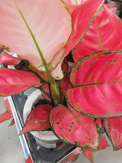 香芋是什么颜色