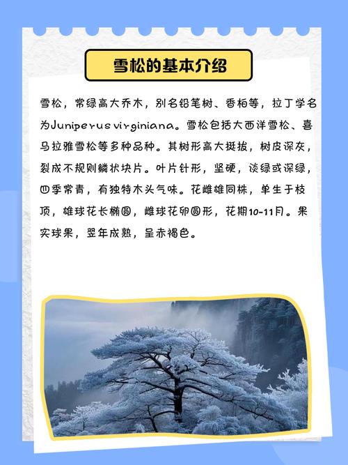 雪松是什么味道