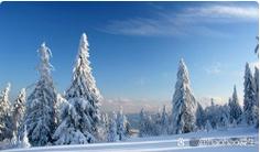 雪松是什么味道