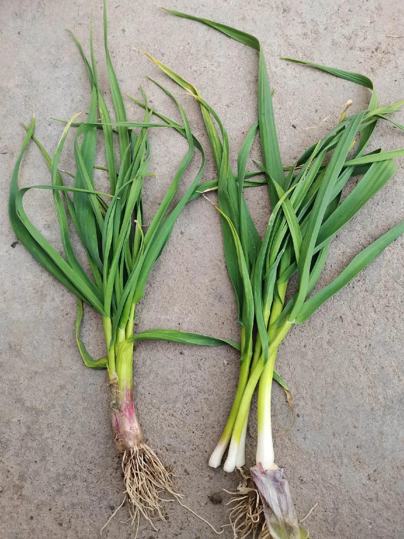 大蒜长什么样子